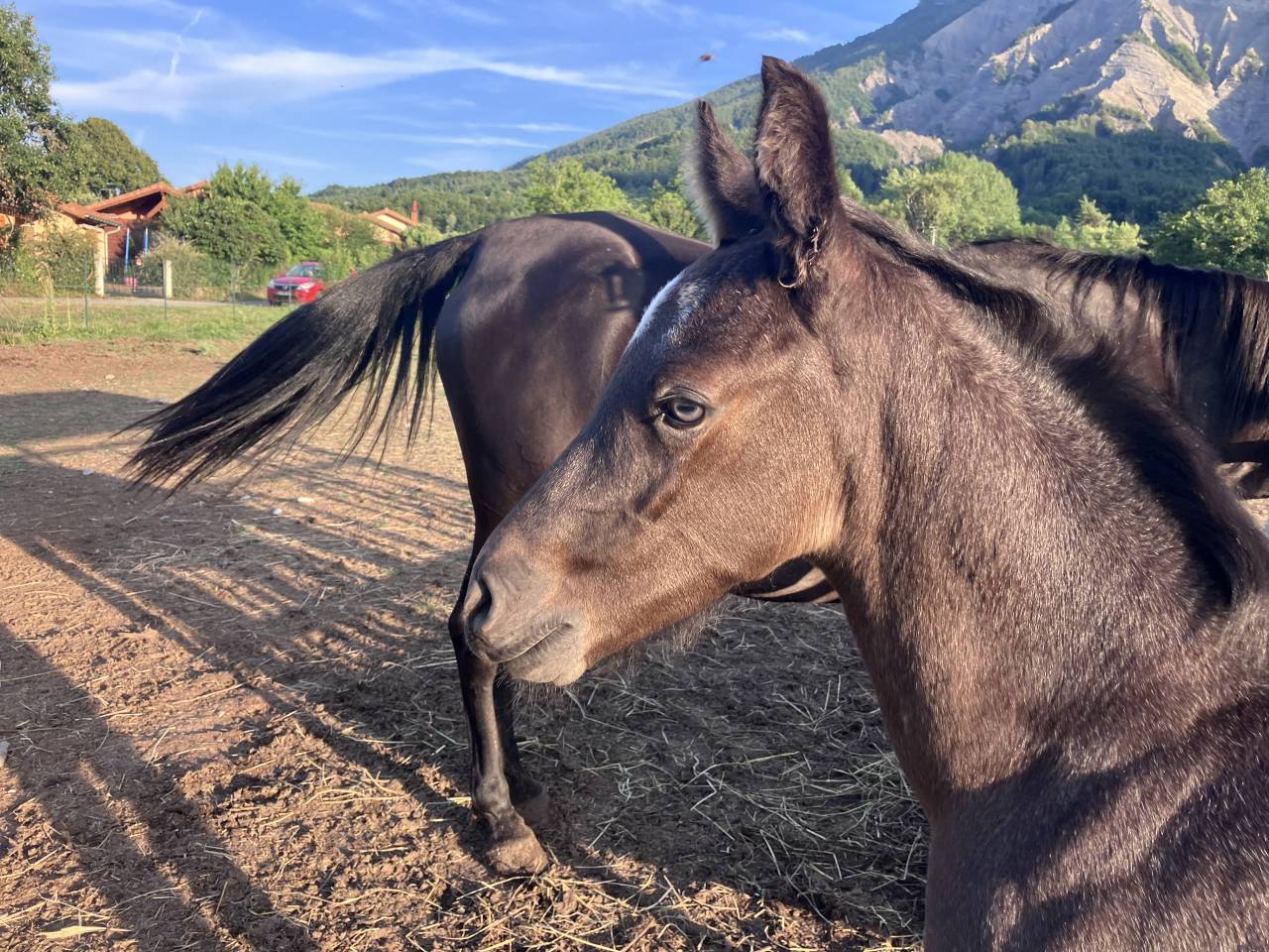 Puledro Welsh Part Bred In vendita 2026 Altro colore ,  Hermes de la Meloise