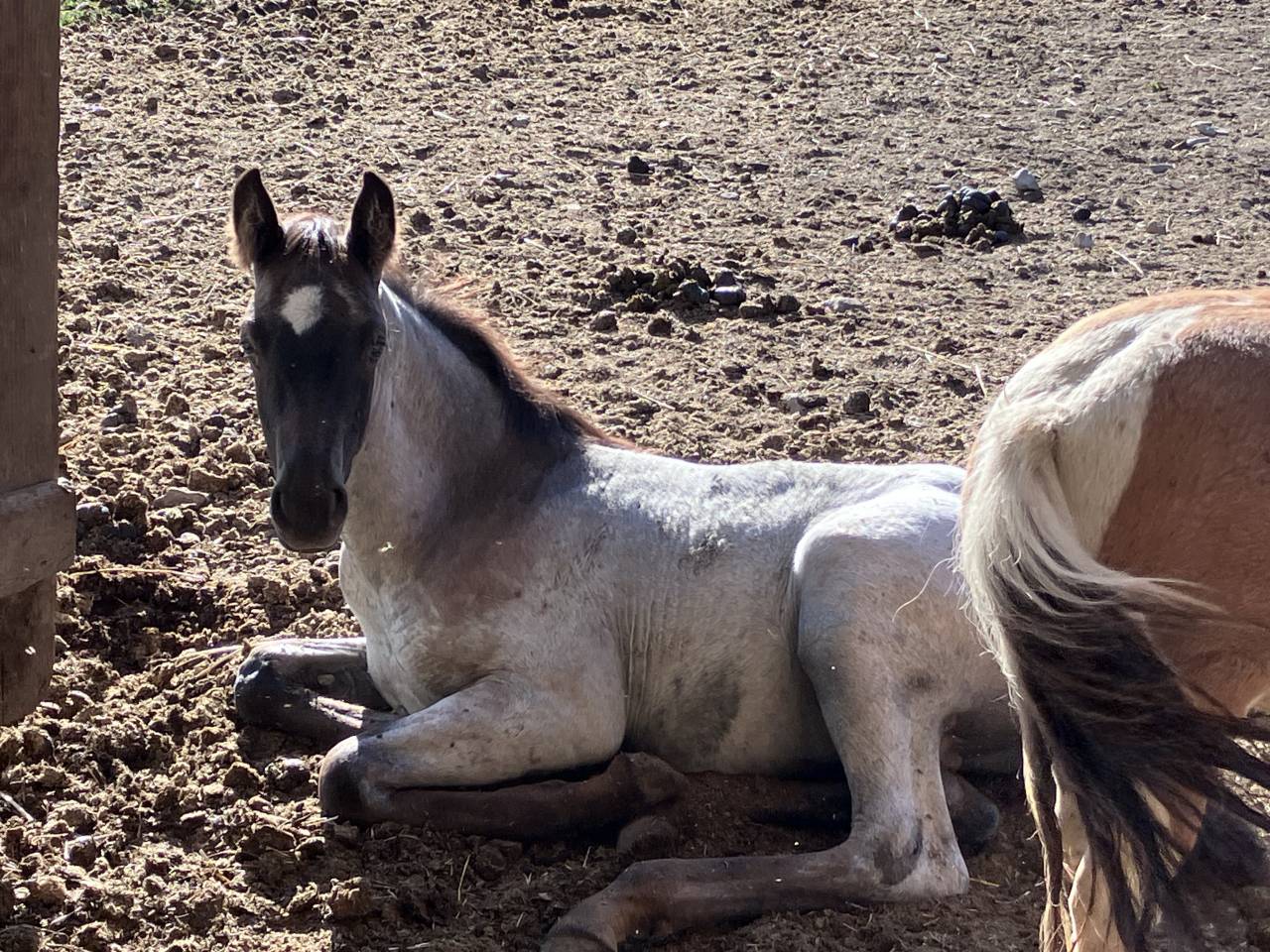 Puledro Welsh Part Bred In vendita 2026 Altro colore ,  Hermes de la Meloise