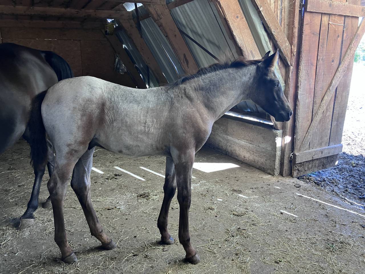 Puledro Welsh Part Bred In vendita 2026 Altro colore ,  Hermes de la Meloise