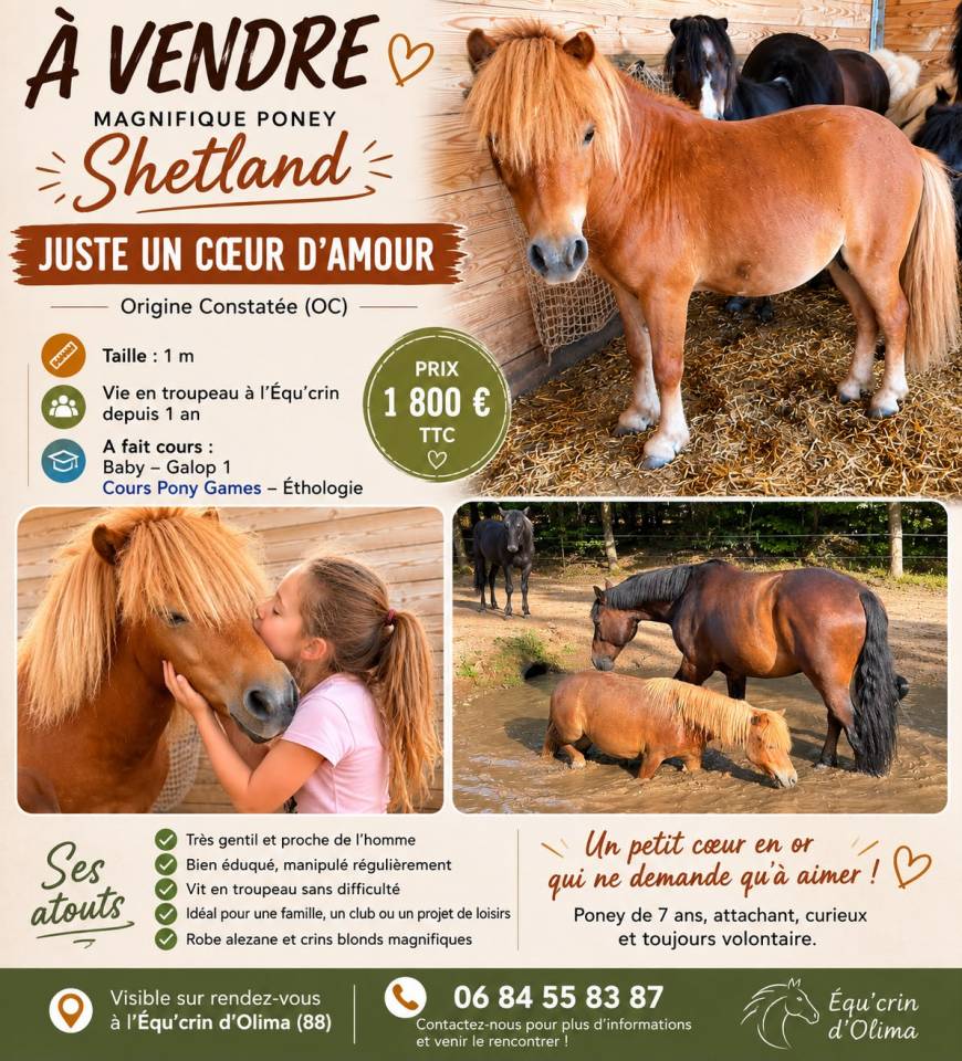 Castrone Shetland In vendita 2019 Sauro ,  ASCOT DES FEES ONCP