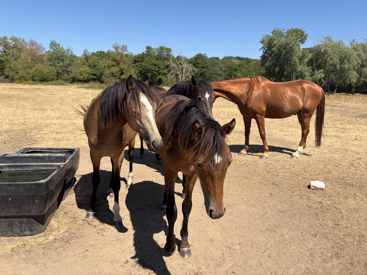 Castrone PFS Pony Francese da Sella In vendita 2025 Isabella