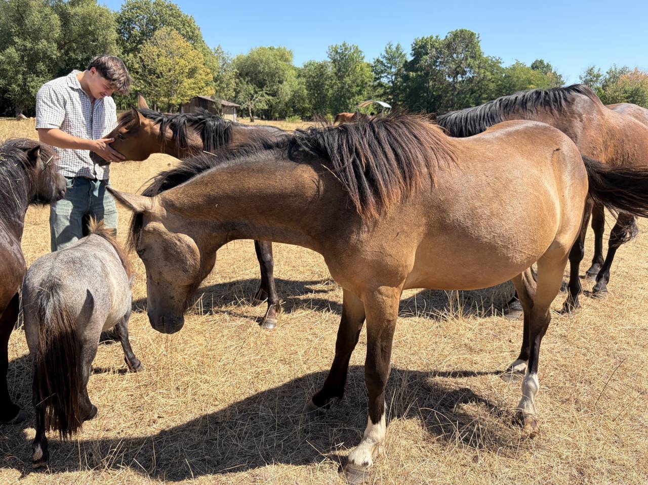 Castrone PFS Pony Francese da Sella In vendita 2025 Isabella