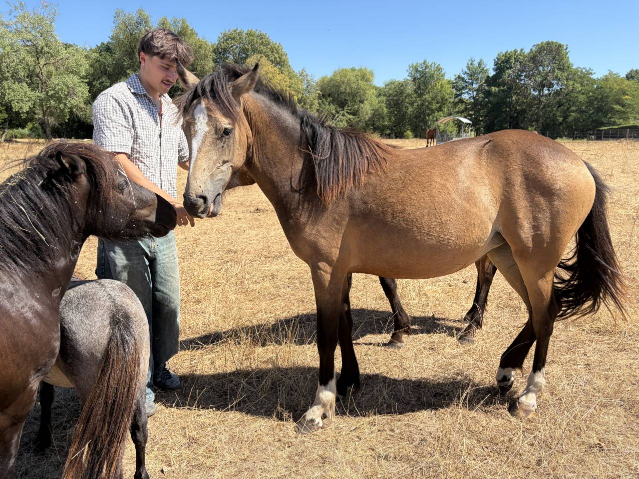 Castrone PFS Pony Francese da Sella In vendita 2025 Isabella
