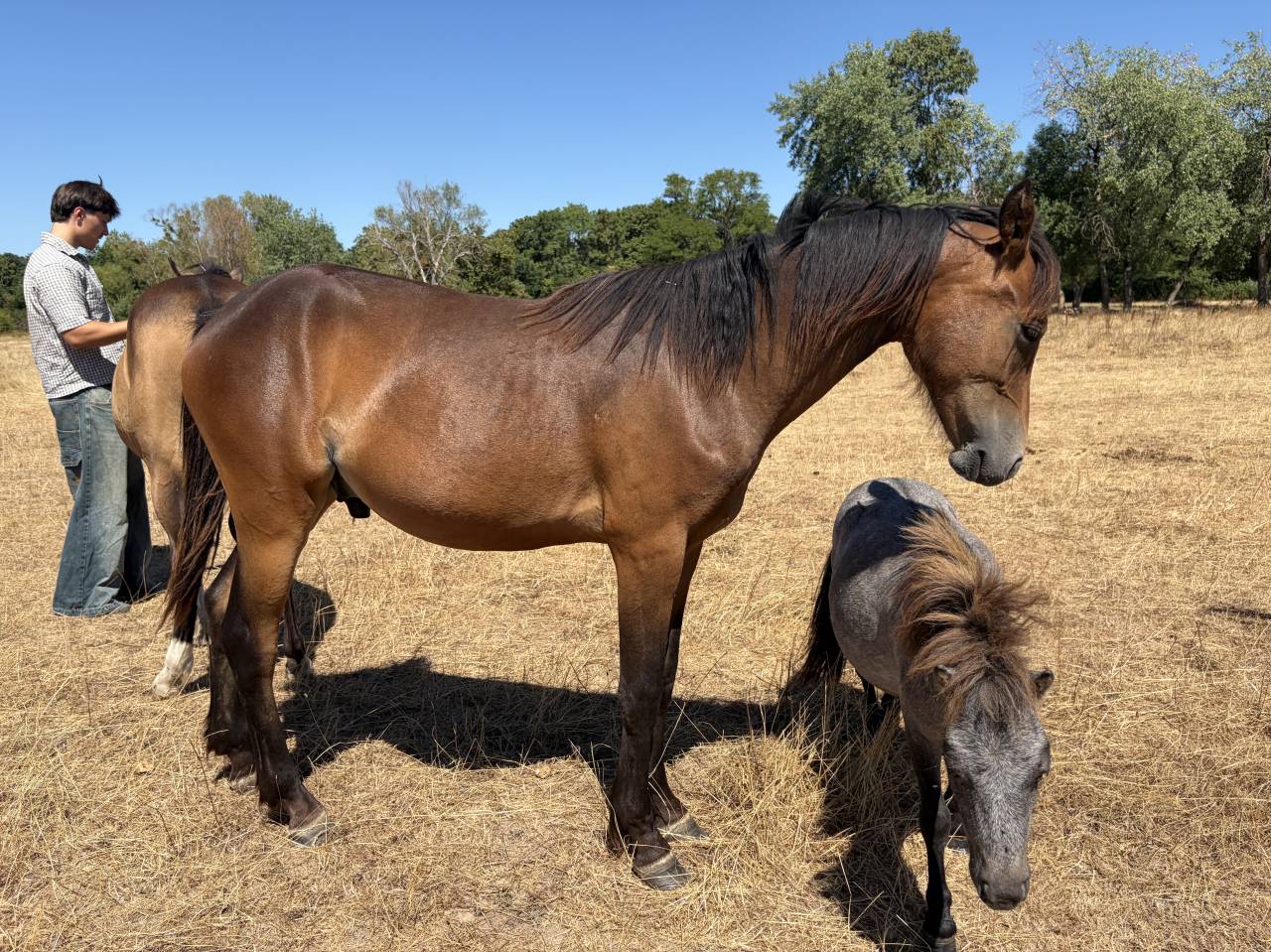 Castrone PFS Pony Francese da Sella In vendita 2025 Isabella
