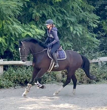 Cavalla KWPN Cavallo da Sport Neerlandese In vendita 2018 Nero