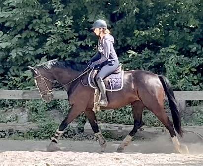 Cavalla KWPN Cavallo da Sport Neerlandese In vendita 2018 Nero