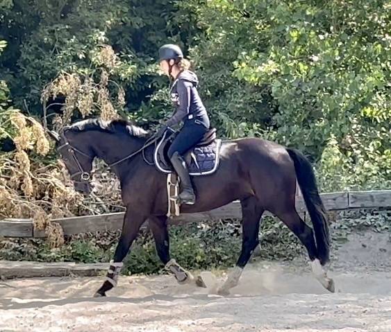 Cavalla KWPN Cavallo da Sport Neerlandese In vendita 2018 Nero