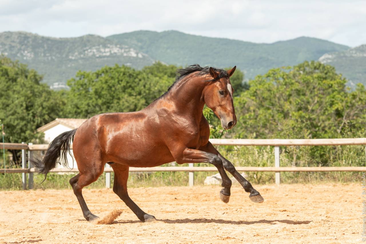 Castrone Lusitano In vendita 2020 Baio ,  ARAGAO