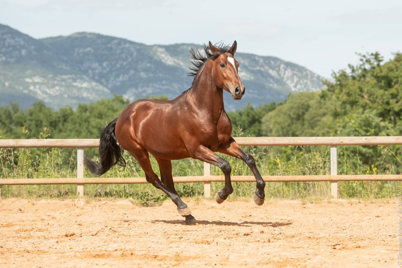 Castrone Lusitano In vendita 2020 Baio ,  ARAGAO