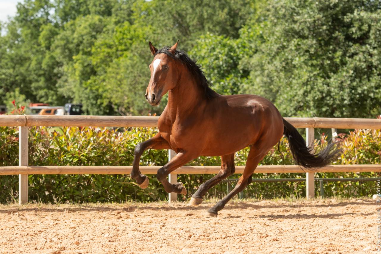 Castrone Lusitano In vendita 2020 Baio ,  ARAGAO