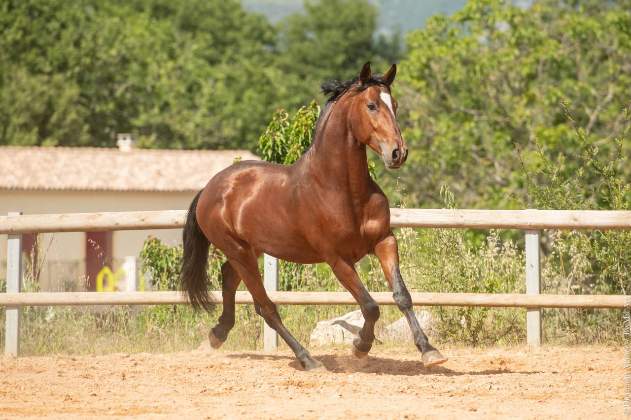 Castrone Lusitano In vendita 2020 Baio ,  ARAGAO