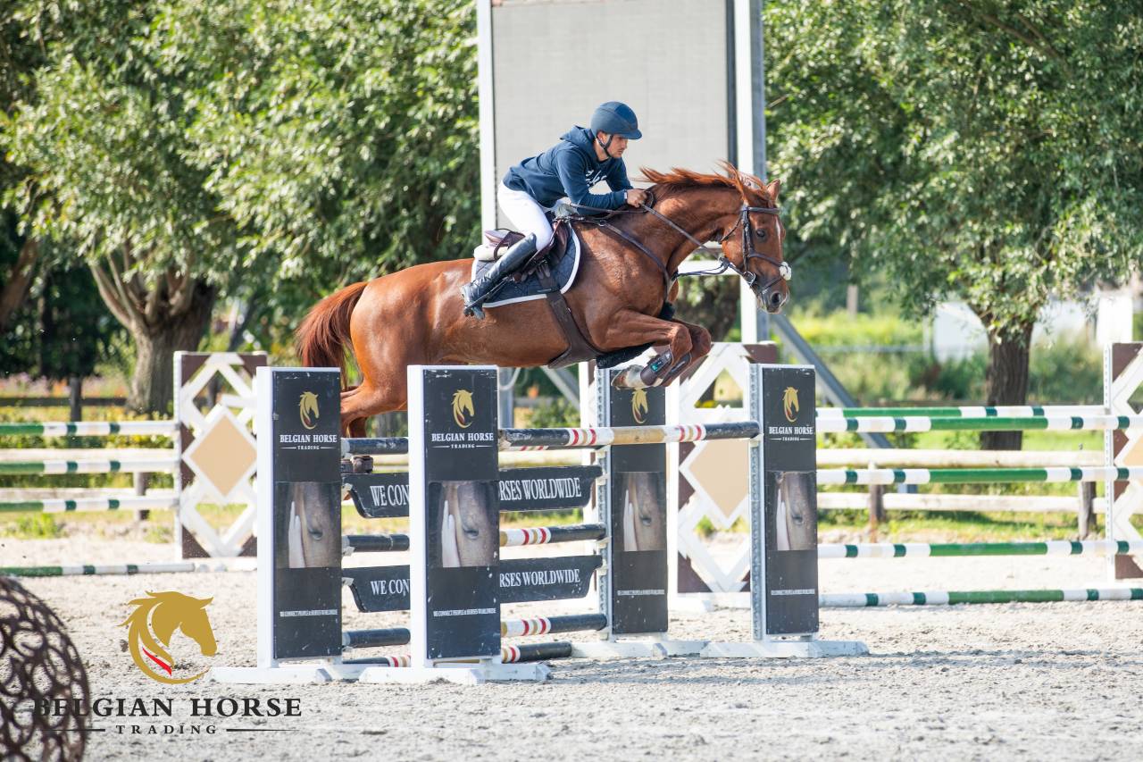 Cavalla BWP Cavallo da Sangue Belgio In vendita 2017 Sauro