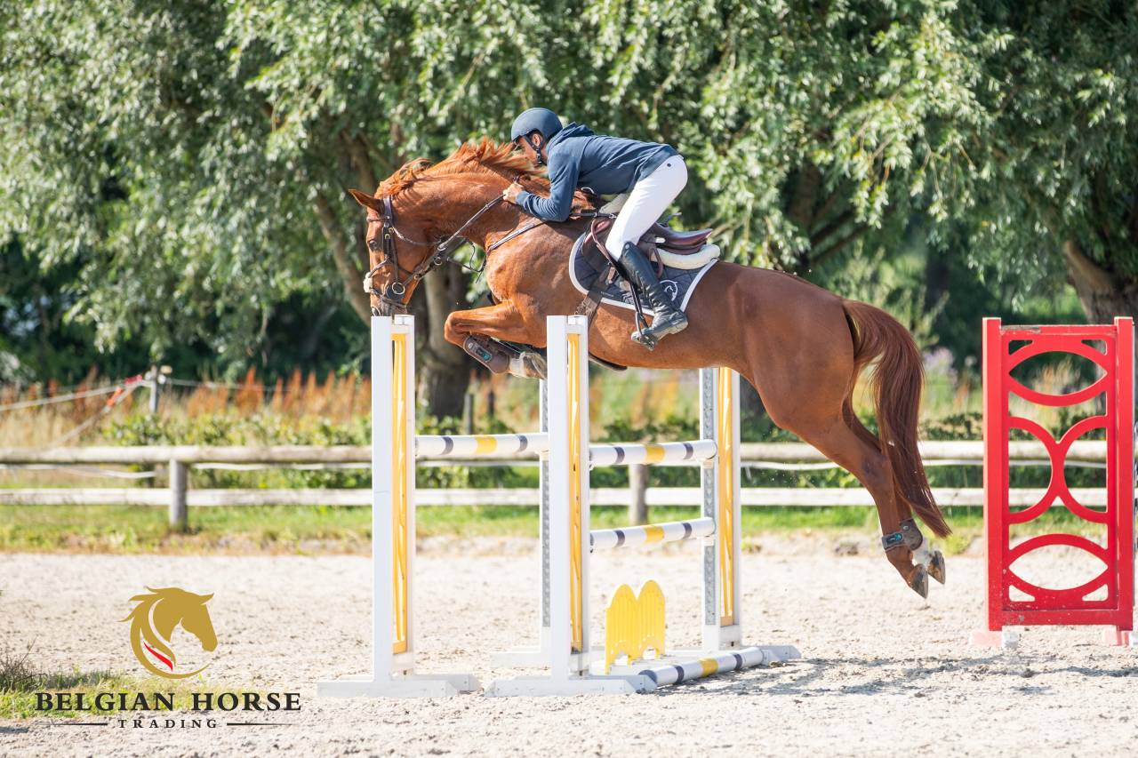 Cavalla BWP Cavallo da Sangue Belgio In vendita 2017 Sauro