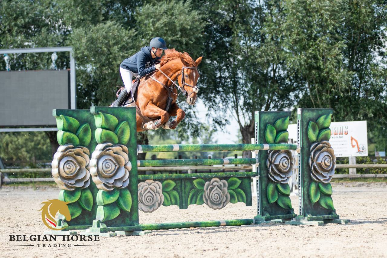 Cavalla BWP Cavallo da Sangue Belgio In vendita 2017 Sauro