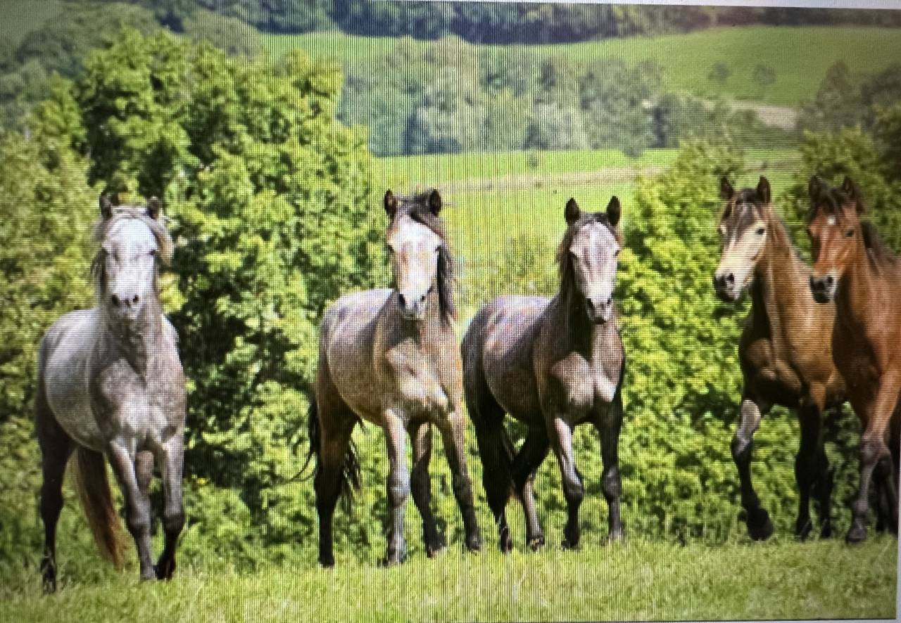 Stallone Connemara In vendita 2023 Grigio