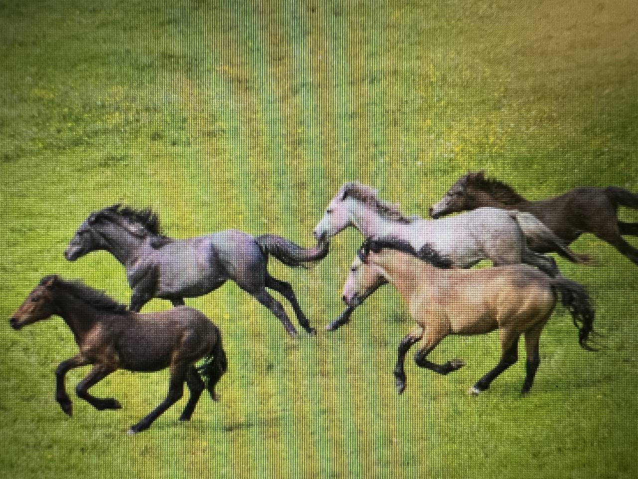 Stallone Connemara In vendita 2023 Grigio