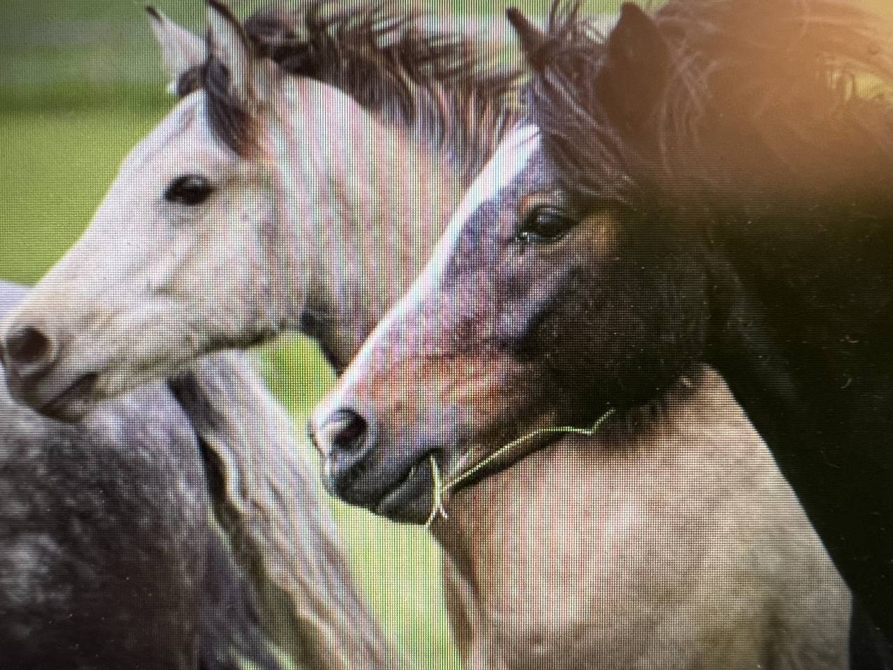 Stallone Connemara In vendita 2023 Grigio