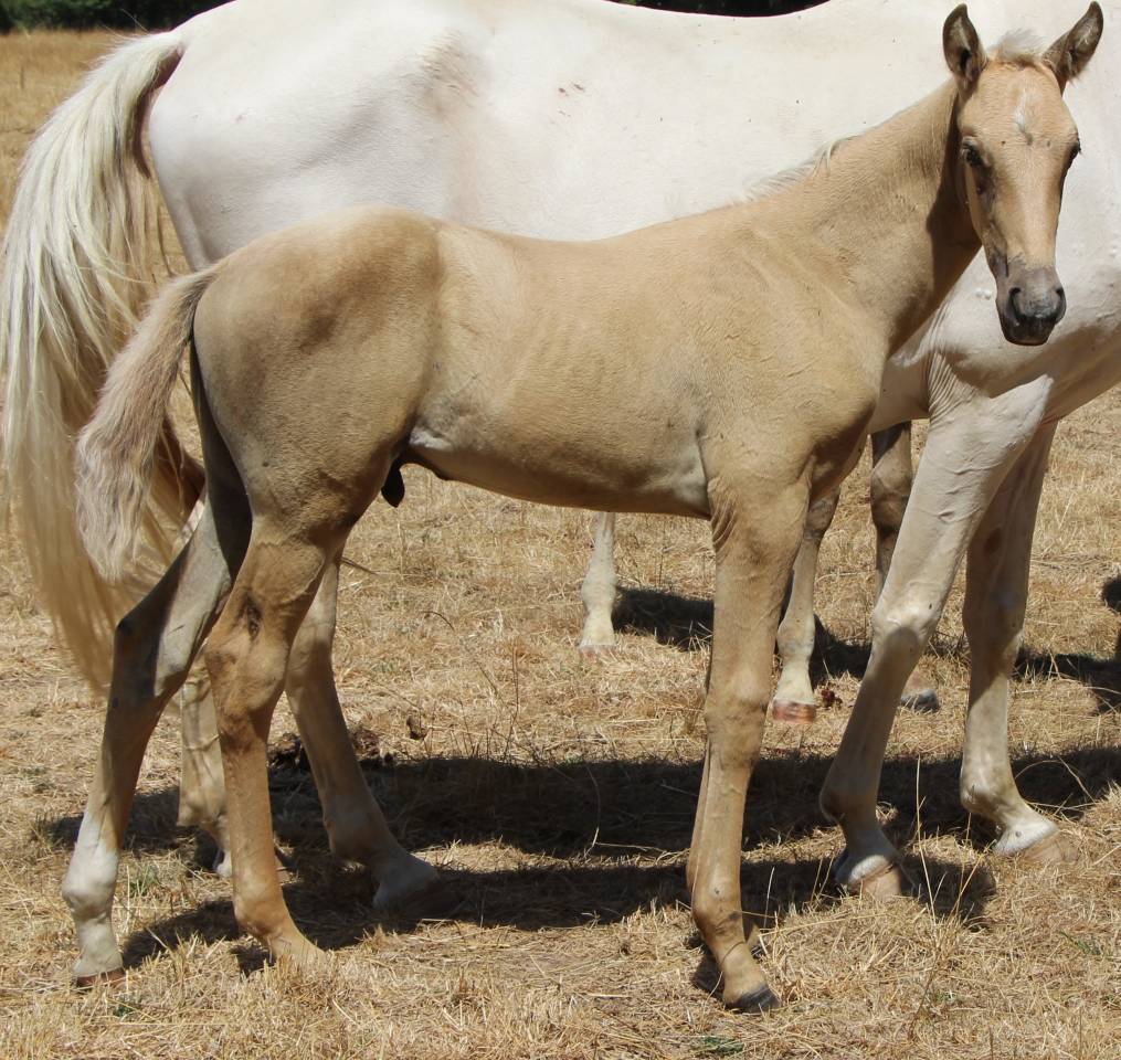 Puledro Sella Francese In vendita 2026 Palomino