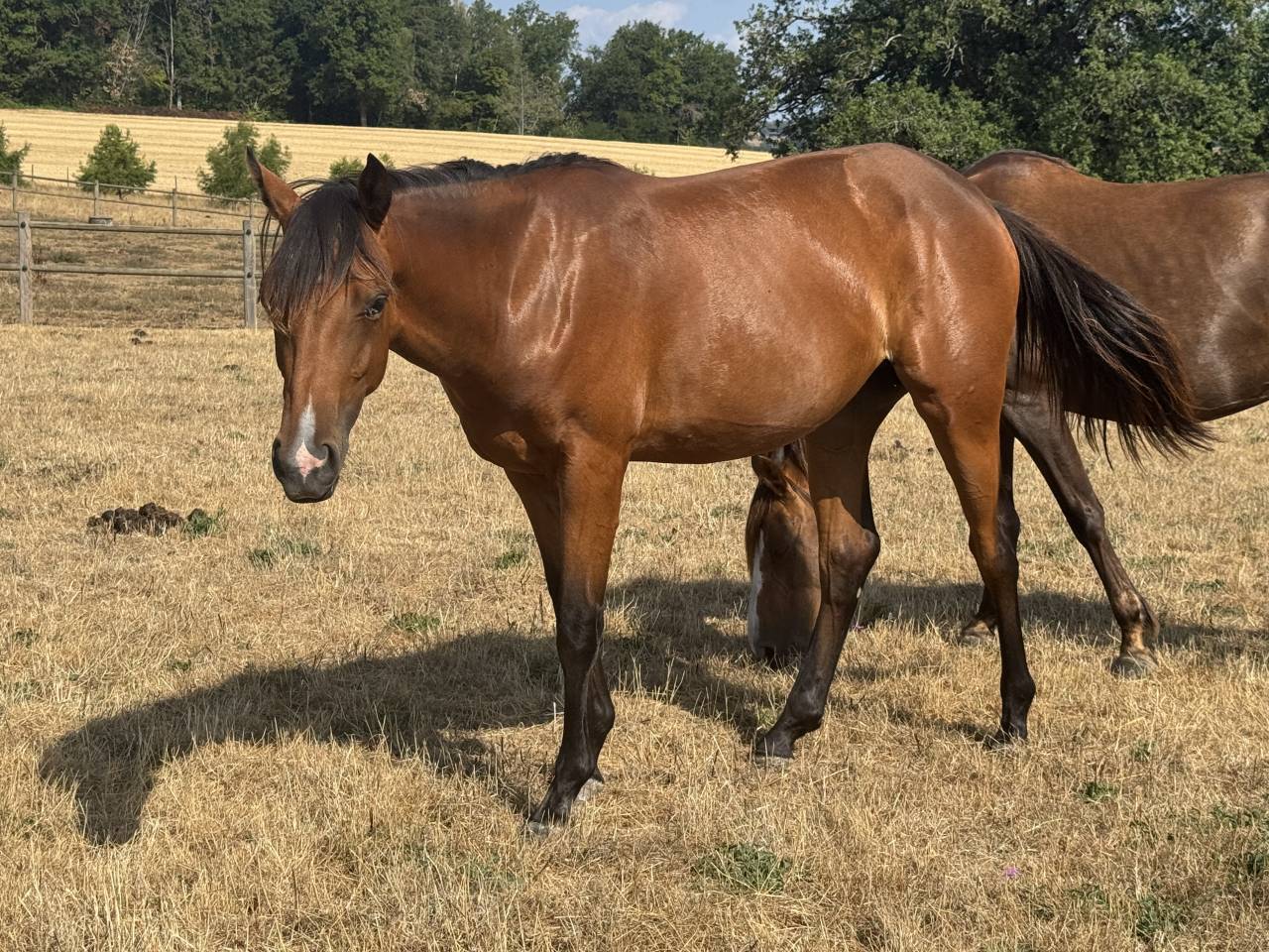 Puledra Welsh Part Bred In vendita 2025 Baio ,  USANDRO TILIA DERLENN (WPB)