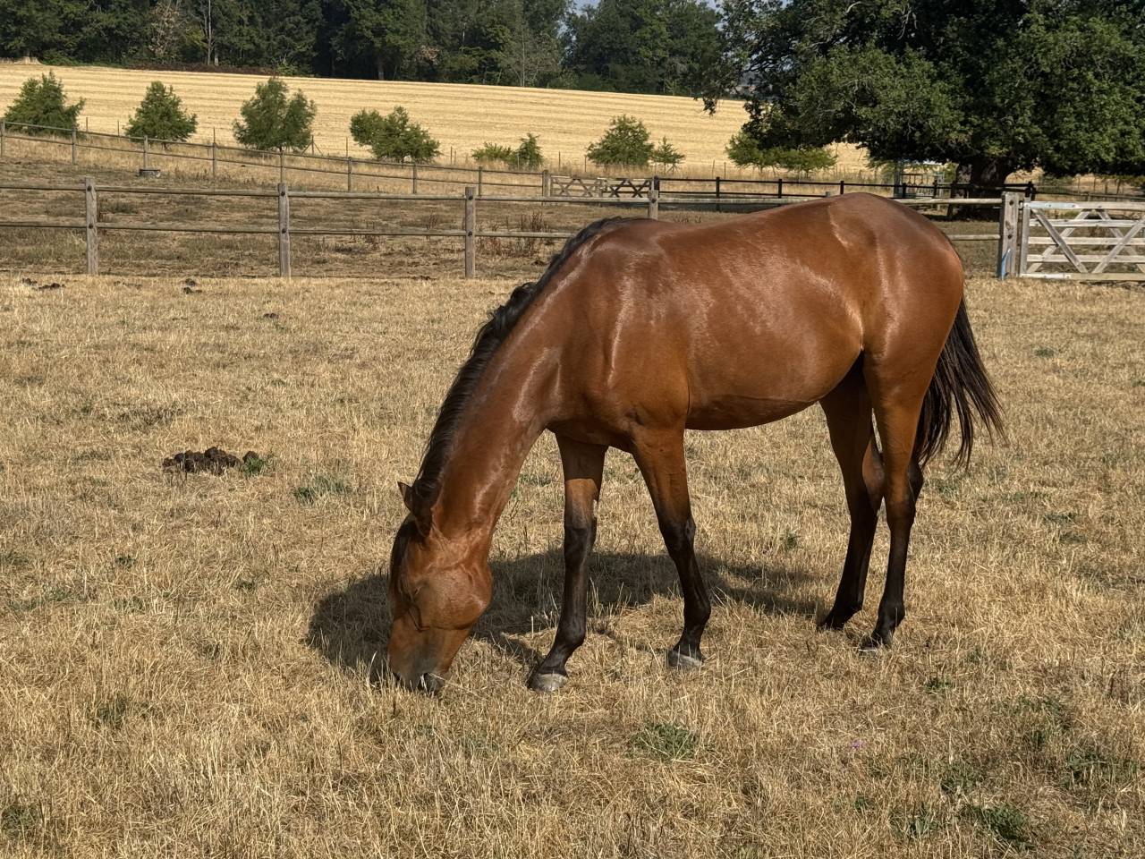 Puledra Welsh Part Bred In vendita 2025 Baio ,  USANDRO TILIA DERLENN (WPB)
