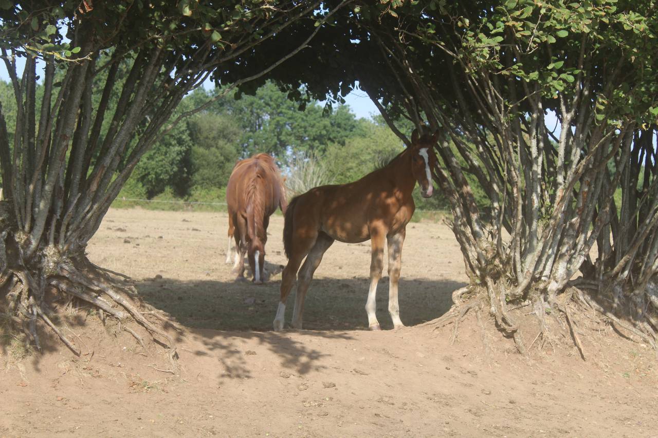 Puledro sBs Cavallo da Sport Belgio In vendita 2026 Baio scuro