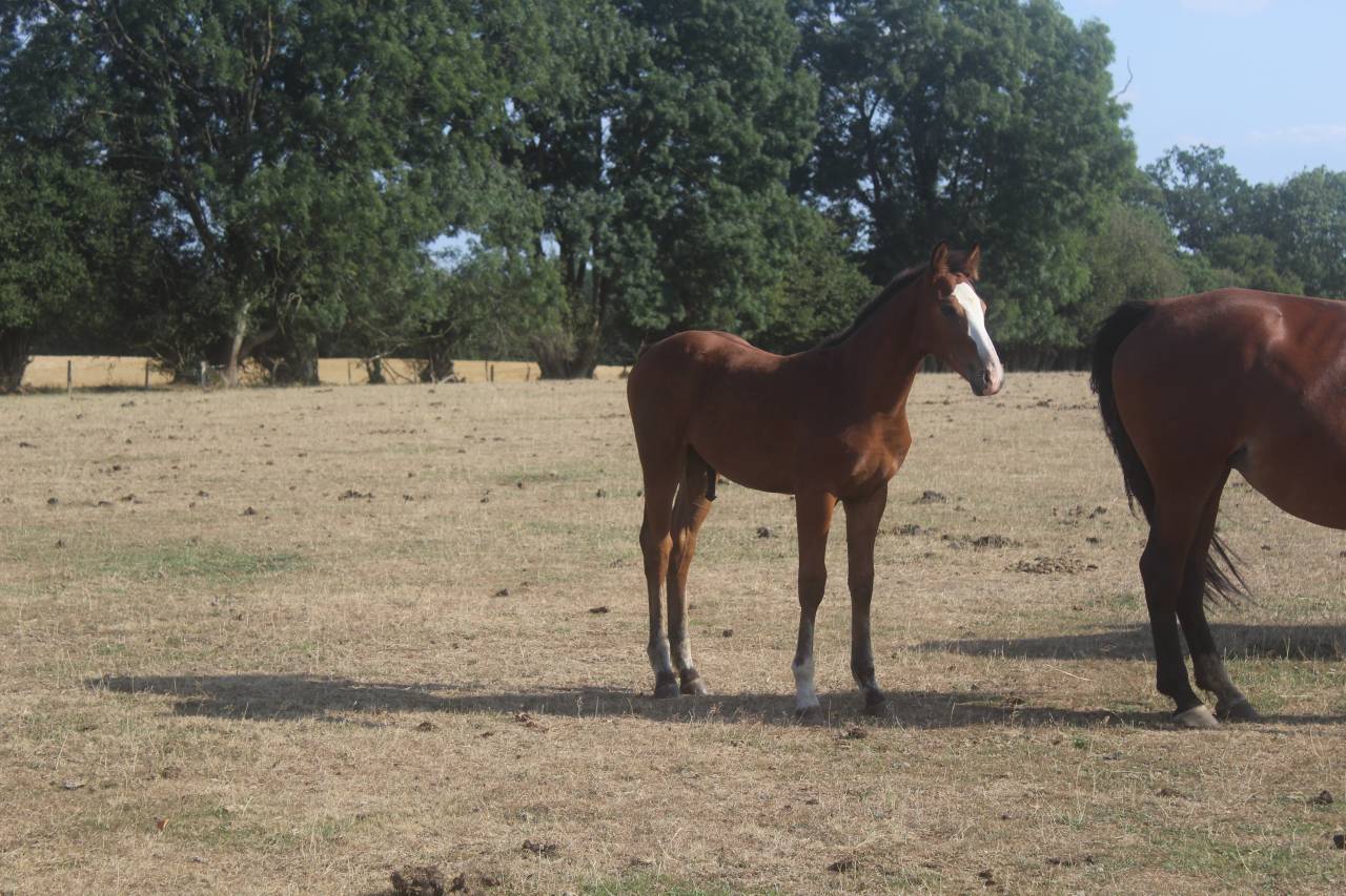 Puledro sBs Cavallo da Sport Belgio In vendita 2026 Baio scuro