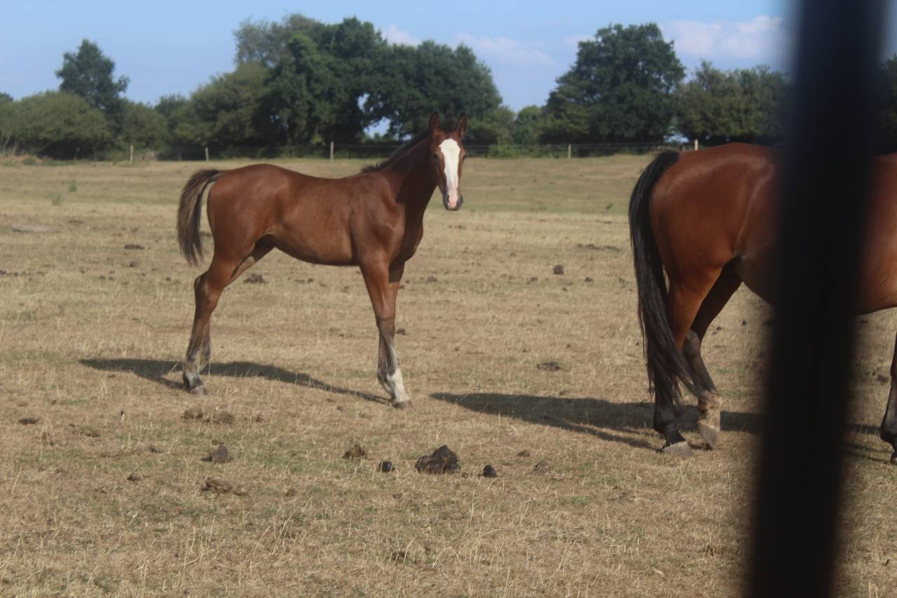 Puledro sBs Cavallo da Sport Belgio In vendita 2026 Baio scuro