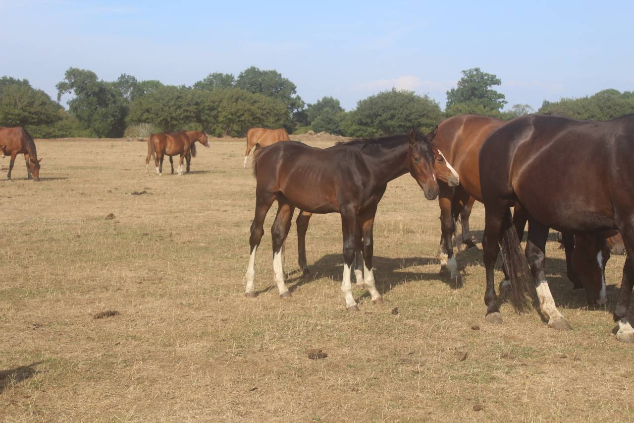 Puledro sBs Cavallo da Sport Belgio In vendita 2026 Baio scuro