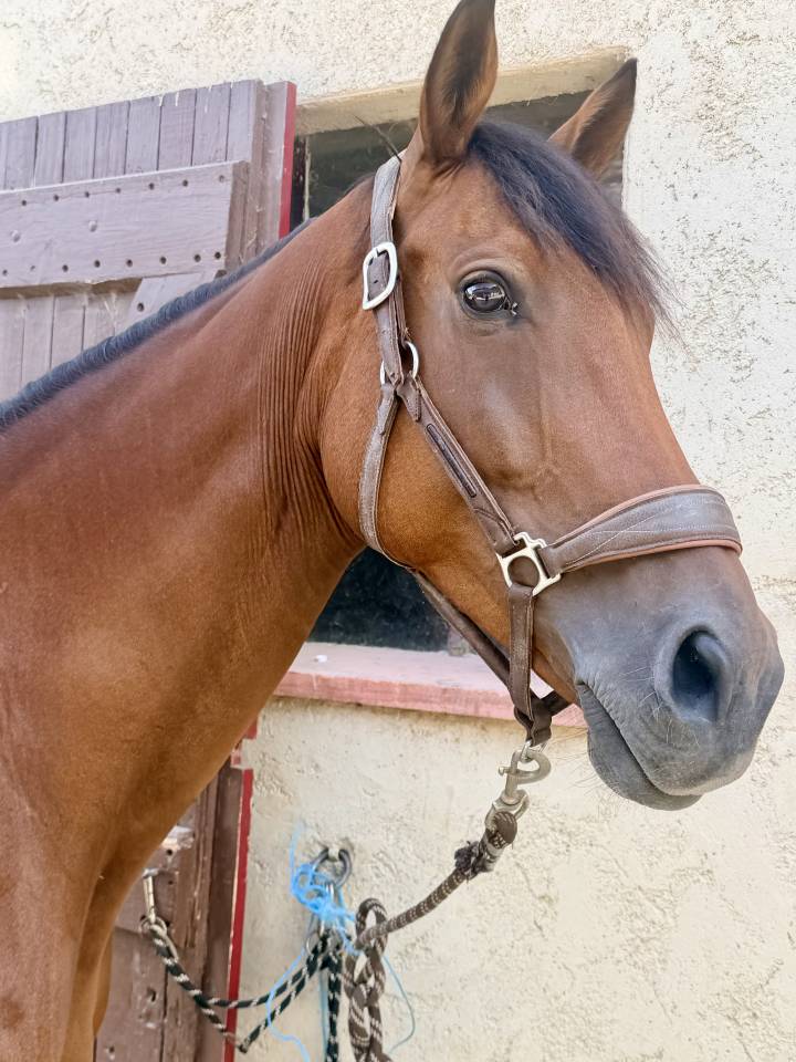 Cavalla Anglo-Arabo In vendita 2019 Baio scuro