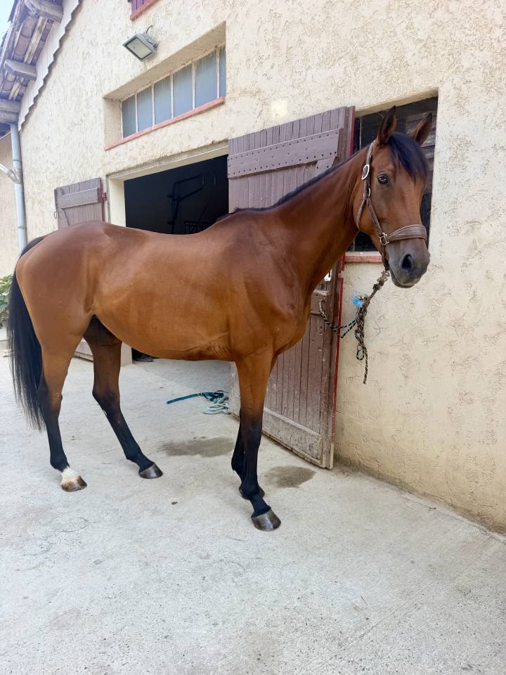 Cavalla Anglo-Arabo In vendita 2019 Baio scuro