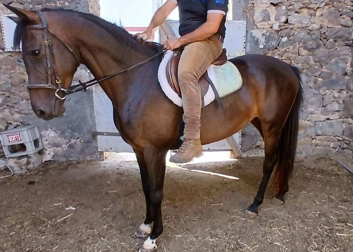 Anglo araba linea corsa 
