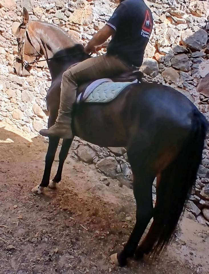 Anglo araba linea corsa 