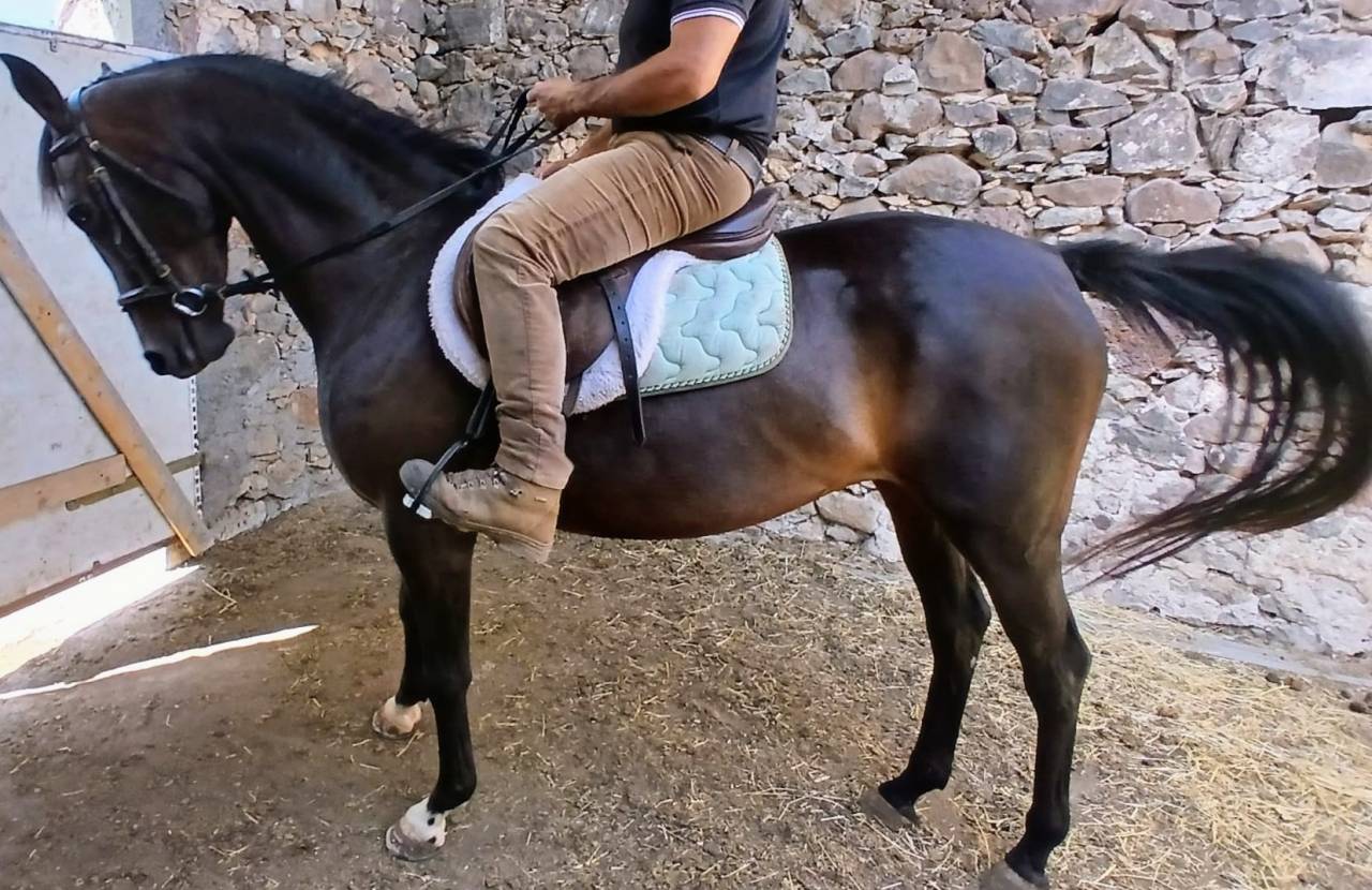 Anglo araba linea corsa 