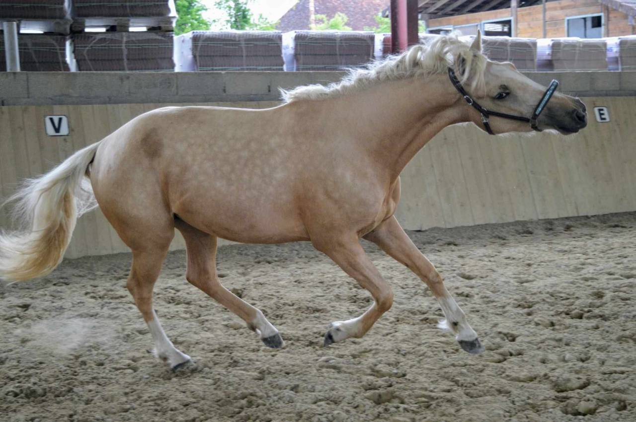 Cavalla AES Anglo European Studbook In vendita 2021 Palomino