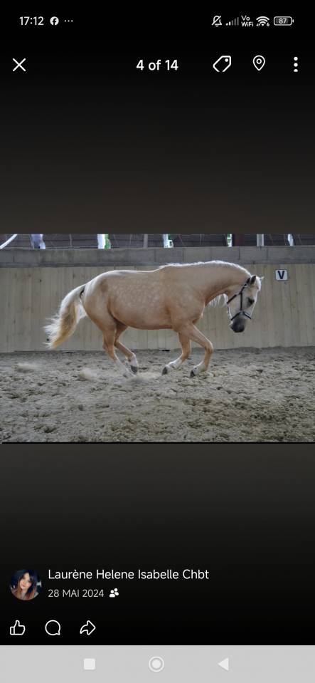 Cavalla AES Anglo European Studbook In vendita 2021 Palomino
