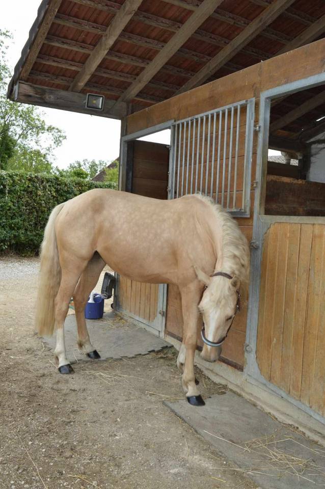 Cavalla AES Anglo European Studbook In vendita 2021 Palomino