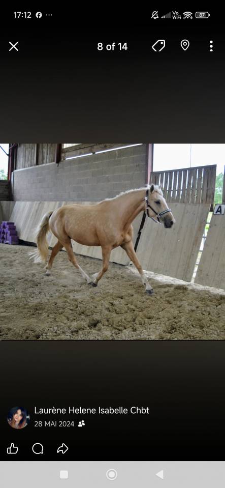 Cavalla AES Anglo European Studbook In vendita 2021 Palomino