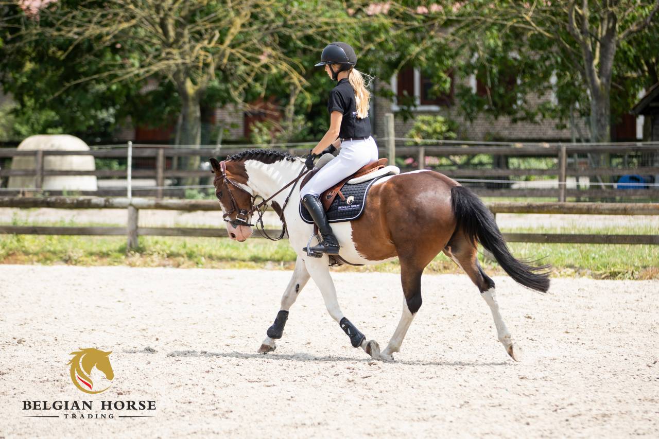 Castrone Altre Razze di Pony In vendita 2019 Pezzato