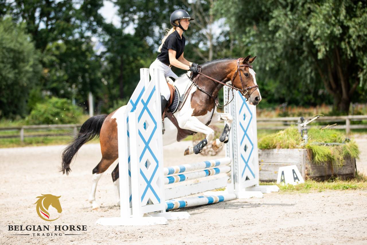 Castrone Altre Razze di Pony In vendita 2019 Pezzato