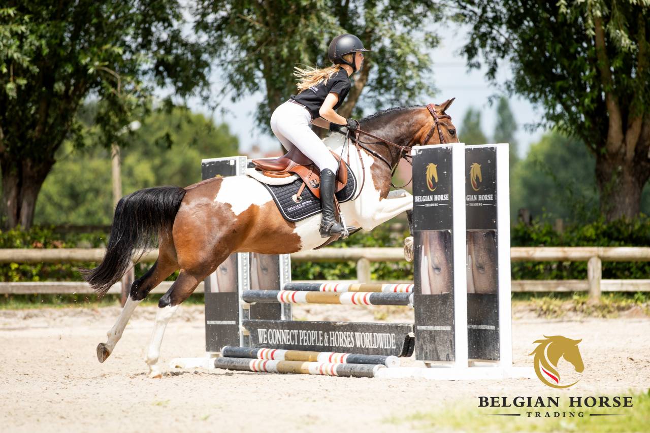 Castrone Altre Razze di Pony In vendita 2019 Pezzato