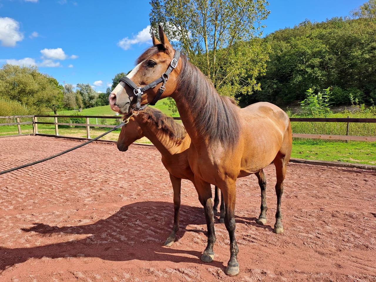 Cavalla Lusitano In vendita 2017 Baio ,  SPARTACUS