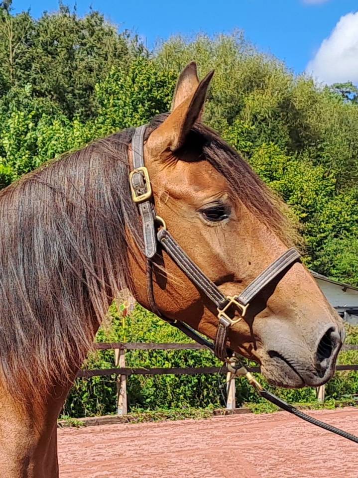Cavalla Lusitano In vendita 2018 Baio ,  SPARTACUS CSM