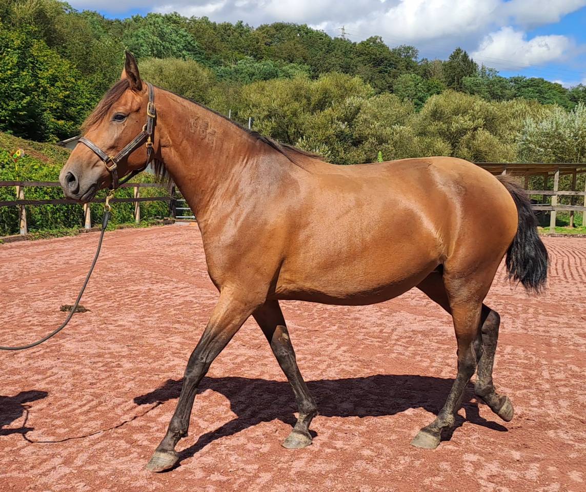 Cavalla Lusitano In vendita 2018 Baio ,  SPARTACUS CSM