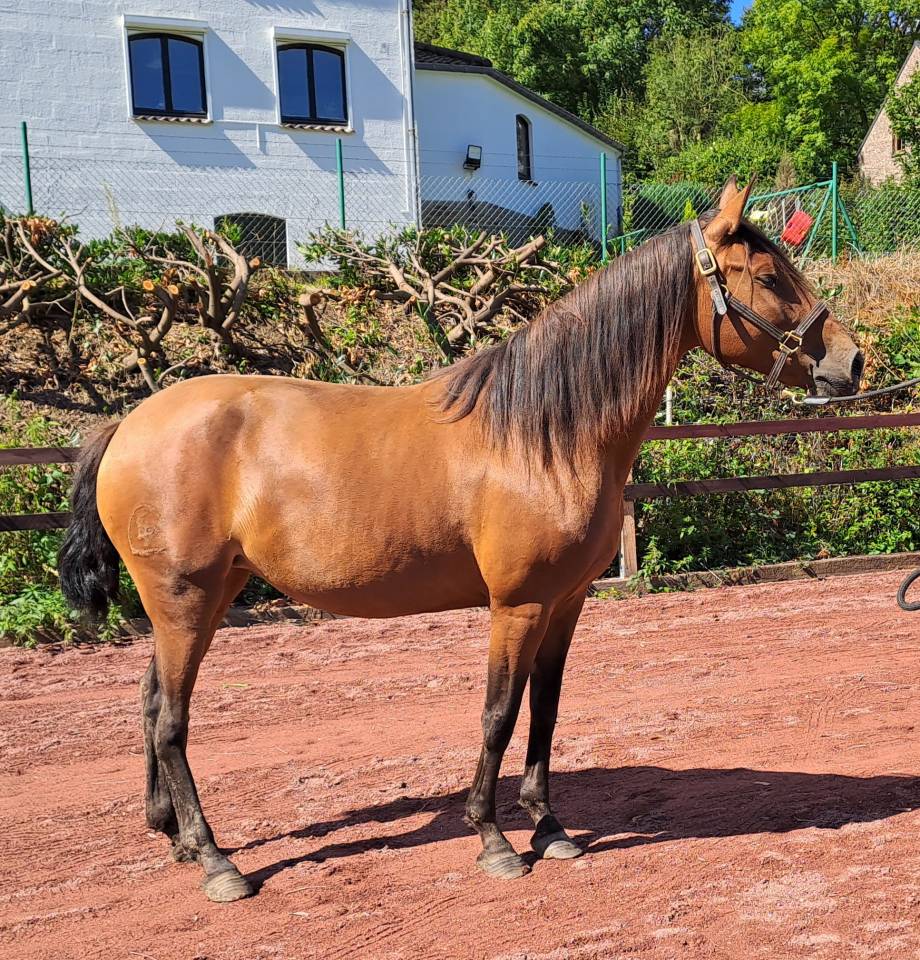 Cavalla Lusitano In vendita 2018 Baio ,  SPARTACUS CSM