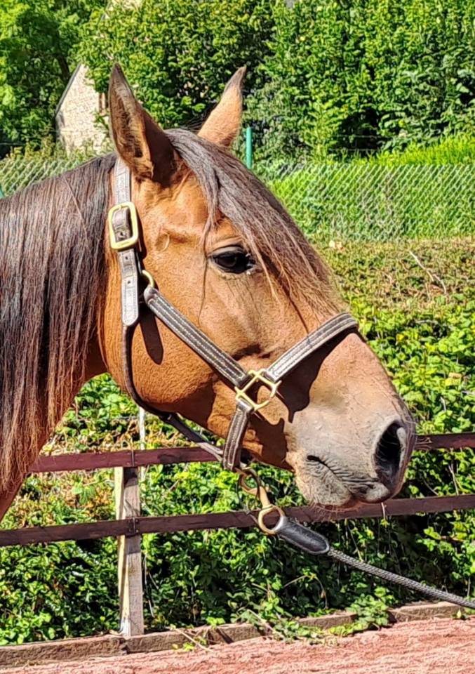 Cavalla Lusitano In vendita 2018 Baio ,  SPARTACUS CSM