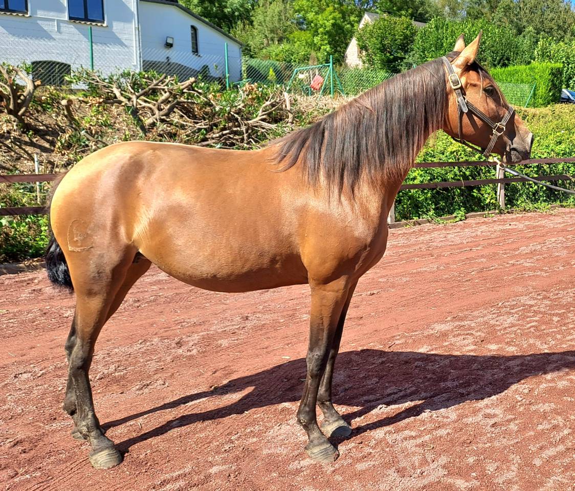 Cavalla Lusitano In vendita 2018 Baio ,  SPARTACUS CSM