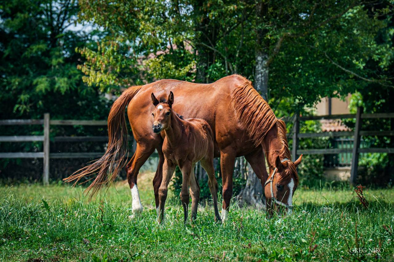 Cavalla Purosangue Inglese In vendita 2020 Sauro