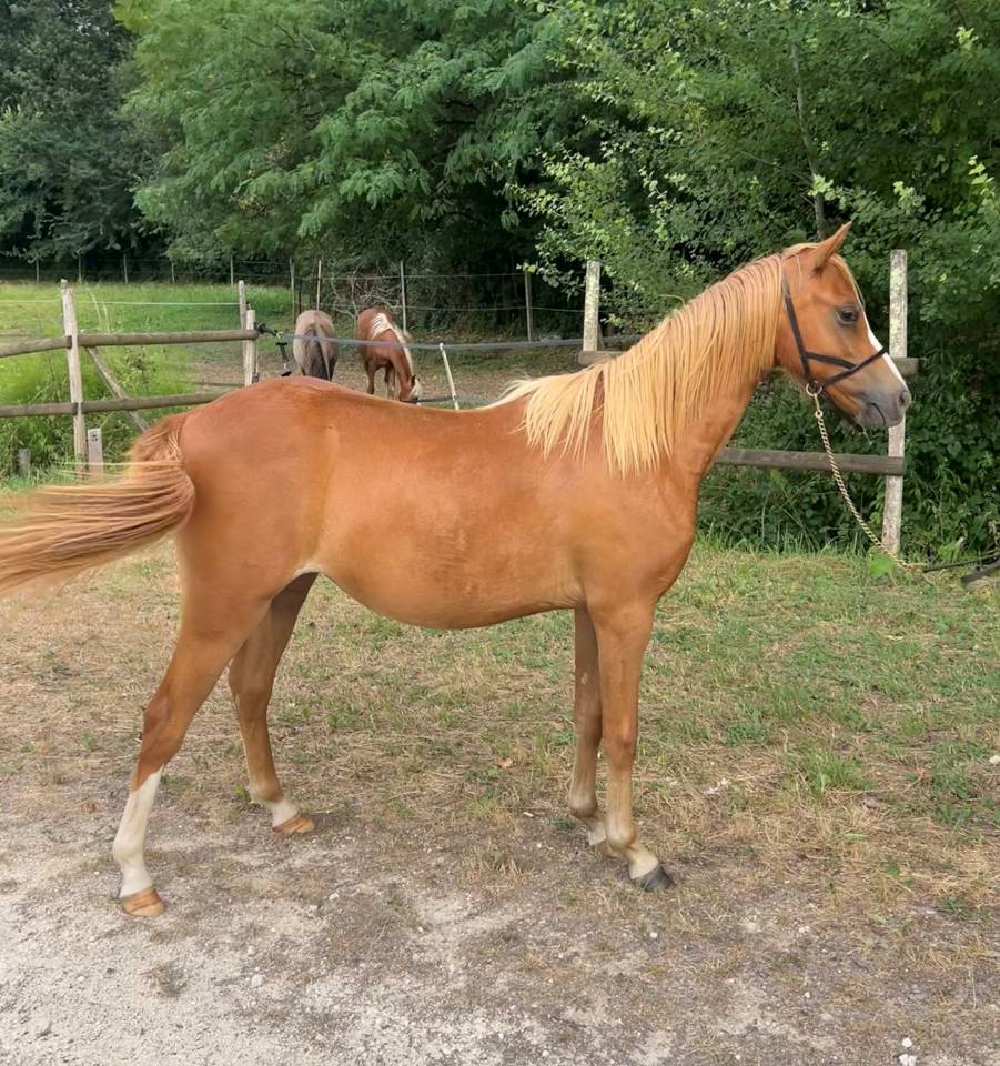 Puledra Welsh Poney (Sezione B) In vendita 2025 Sauro ,  EYARTH ANOKI