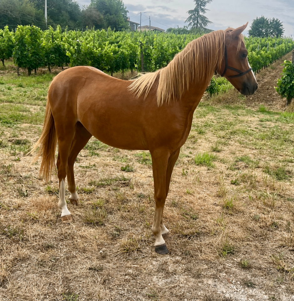 Puledra Welsh Poney (Sezione B) In vendita 2025 Sauro ,  EYARTH ANOKI