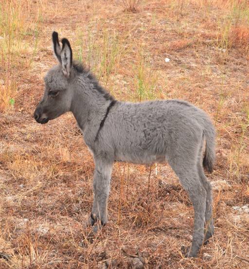 Asno Miniature In vendita 2013 Grigio